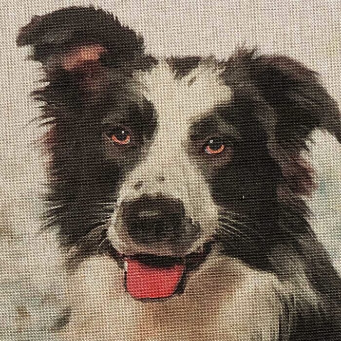 Border Collie Design Cushion