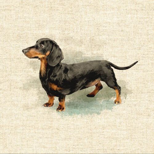 Dachshund Dog Design Cushion